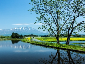 今のオススメは菜の花&芝桜!