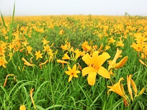 【2023年雄国沼湿原】ニッコウキスゲ最新開花情報
