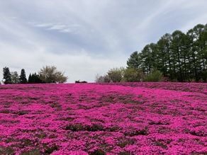雫石町　芝桜　見頃です！！