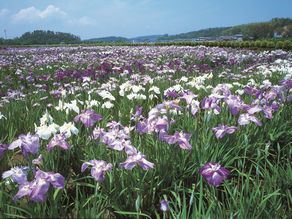 【６月のお花イベント情報】あわら北潟湖畔花菖蒲まつり