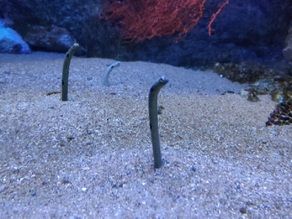 ♪雨でも楽しめる下田海中水族館♪
