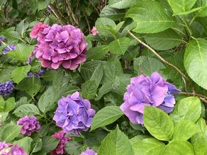 「７月のオフピーク旅」・気になる紫陽花情報も…