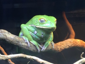カエル好きの聖地「KAWAZOO（カワズー）」