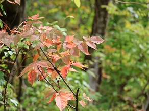 周辺の紅葉情報　