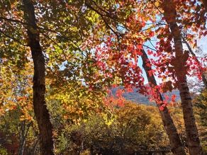 【紅葉】10月20日（早朝）の鹿沢園地