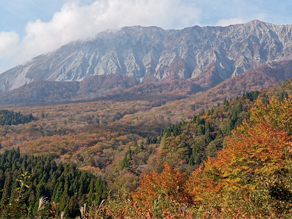 紅葉がピークを迎えております。