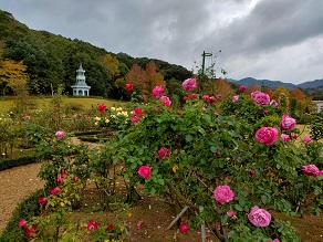 秋バラが見ごろになりました