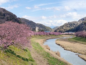 みなみの桜（河津桜）の開花状況