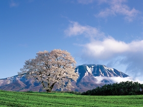 ちょっと早めの岩手『桜』情報