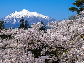 東北の春～弘前公園のさくらまつり～