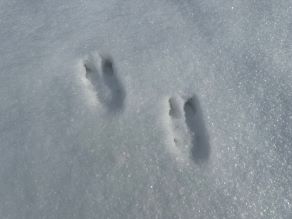 支笏湖の魅力～小さな足跡なんだろな？～