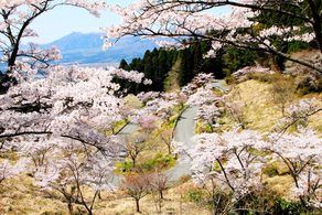 髙森峠千本桜・桜まつり開催のお知らせ