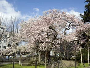 盛岡の桜の開花はもう目前？