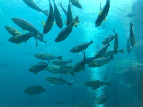 オススメ観光スポット「下田海中水族館」