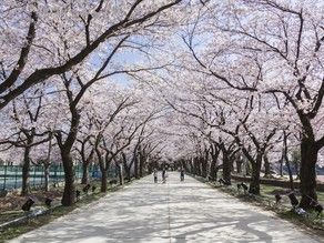 高田公園桜　五分咲きです。