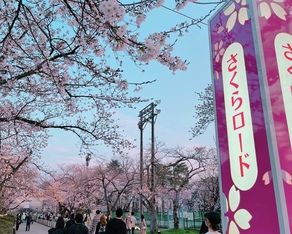 高田城址公園の桜が満開です。