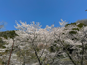 桜の花びらが春風に乗る前に