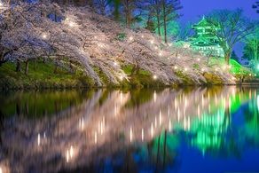 今週末がラストチャンス!高田公園夜桜