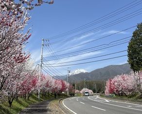 ハナモモが満開です🌸