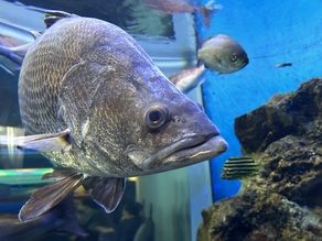 鹿児島の海の生き物を堪能しよう！～かごしま水族館～