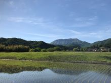 新緑から深緑へ移り変わる大山