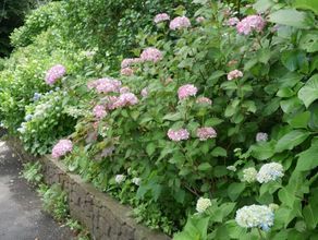 下田の紫陽花（あじさい）開花状況
