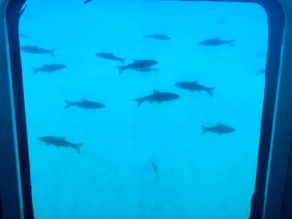 支笏湖の中、覗きたくないですか？
