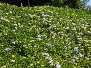 【まんのう公園】あじさいまつり
