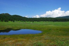 池の平湿原　高山植物が見ごろを迎えています！