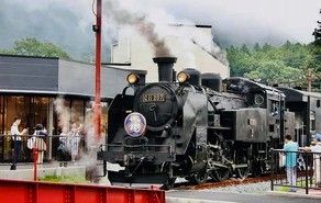 ​大樹に乗って観光しませんか？🚞