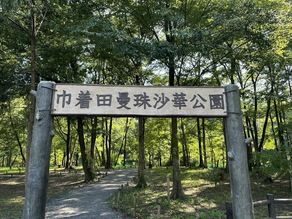 曼殊沙華の開花状況