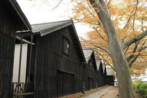 紅葉はまもなく街中へ...山居倉庫のケヤキ並木