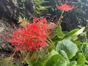 奥武蔵の周りに曼殊沙華✿