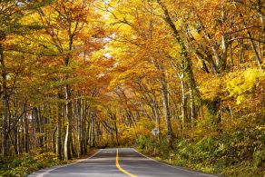 紅葉シーズンの空室状況