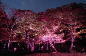 土津（はにつ）神社の紅葉ライトアップ