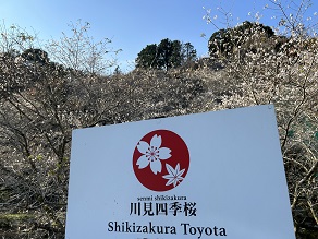 これから小原の四季桜が見頃です。