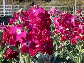 🌼白間津のお花畑 開花状況🌼