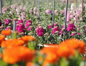 🌼白間津のお花畑 開花状況🌼