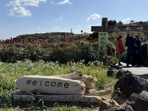 爪木崎は水仙まだまだ見頃です！