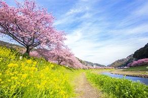 期間限定「桜・夜桜バス」運行中！