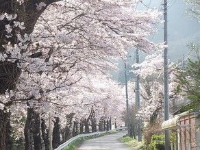 飯能周辺の桜情報🌸✨