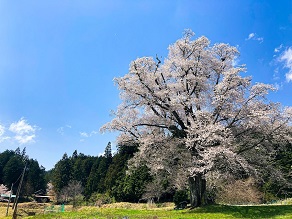 東城の大桜見てみませんか？東城大桜観賞会付きプラン販売中