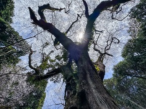 【桜攻略ガイド】庄原市周辺の桜スポットの紹介