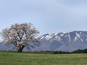 網張の梅は咲いたか？桜はまだかいな！