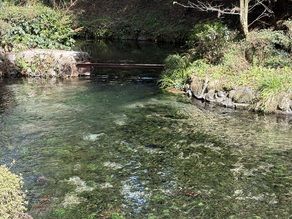 名水百選　白川水源＆桜情報