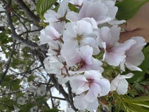 キレイな桜
