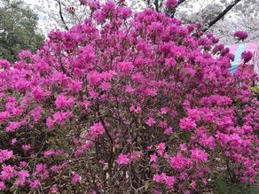 桜だけじゃない！百花繚乱、春の上田城🌸🌼🏵️