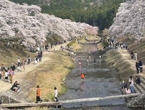 鮎河の千本桜　行ってきました！