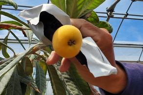 房総の初夏の味覚♪びわ狩り体験付き宿泊プラン☆