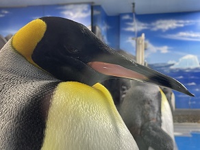 越前松島水族館の魅力に迫る！⑤
